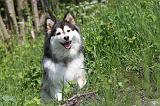 CHIEN FINNOIS DE LAPONIE 114